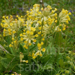 Primula veris - Primevère officinale - BIO