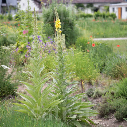 Verbascum phlomoides - Bouillon blanc - BIODYNAMIQUE