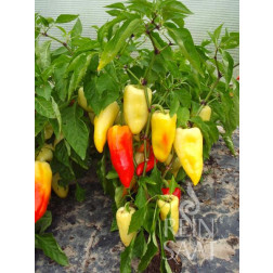 Poivron - Ferenc Tender - BIODYNAMIQUE - 50% remise - germination réduite