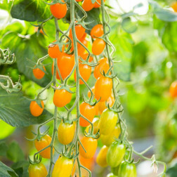 Tomate snack - Ormato - BIO