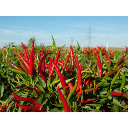Piment/Chili - Red Gunda - BIODYNAMIQUE
