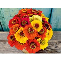 Zinnia elegans - Zinnia 'Sommer in Orange' - BIODYNAMIQUE