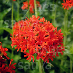 Lychnis chalcedonica - Croix de Jérusalem - BIODYNAMIQUE