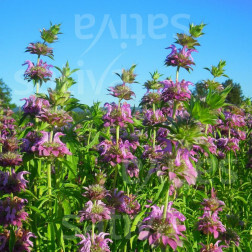 Monarda citriodora - Monarde citronée - BIODYNAMIQUE