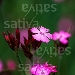 Dianthus carthusianorum - Oeillet des Chartreux - BIODYNAMIQUE