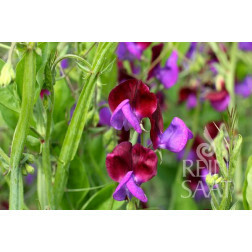 Lathyrus odoratus - Pois de senteur 'Cupani' - BIODYNAMIQUE