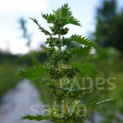 Urtica urens - Ortie brûlante - BIODYNAMIQUE