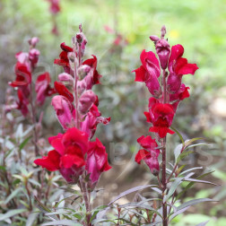 Antirrhinum majus - Muflier 'Black Prince' - BIODYNAMIQUE