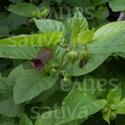 Atropa belladonna - Belladone - BIODYNAMIQUE