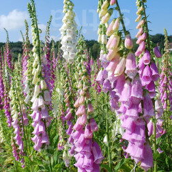 Digitalis purpurea - Digitale pourpre - BIODYNAMIQUE