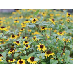 Sanvitalia procumbens - Sanvitalia - BIODYNAMIQUE