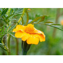 Tagetes patula - Tagètes pour la lutte contre les nématodes - BIODYNAMIQUE