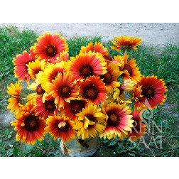 Gaillardia aristata - Gaillarde aristée - BIODYNAMIQUE