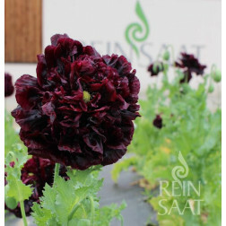 Papaver somniferum var. paeoniflorum - Sierpapaver 'Black Peony' - BIODYNAMIQUE