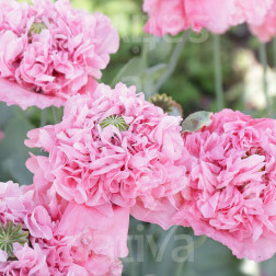 Papaver somniferum var. Paeoniflorum - Pavot rose à fleurs doubles de Flamatt - BIODYNAMIQUE