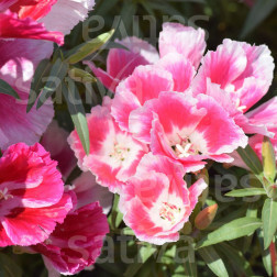 Clarkia amoena - Clarkia 'Azaleenschau' - BIODYNAMIQUE