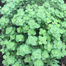 Origanum syriacum - Origan Libanais 'Babilye' - BIODYNAMIQUE