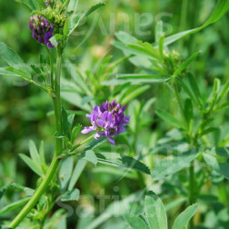 Luzerne - Medicago sativa - 50g - BIO