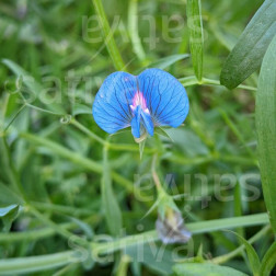 Gesse commune - Lathyrus sativus 50g - BIO