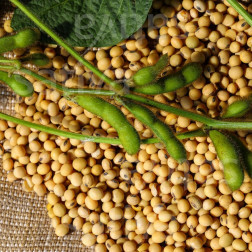 Soja pour tofu - BIO