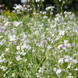 Radis oléifère 25g - Farmer - BIO
