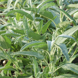 Salvia officinalis - Sauge - BIO