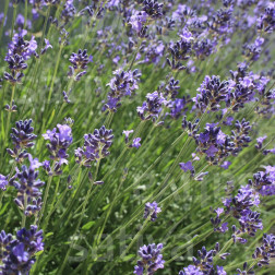 Lavandula angustifolia - Lavende officinale - BIODYNAMIQUE