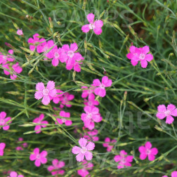 Dianthus deltoides - Oeillet à delta - BIODYNAMIQUE
