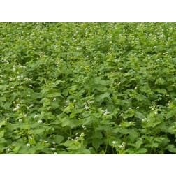Couverture de sol rapide - mélange - 1 kg - pour 330 m² - BIO