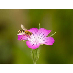 Agrostemma githago - Nielle des blés - BIODYNAMIQUE - Remise de 50% pour cause de germination réduite