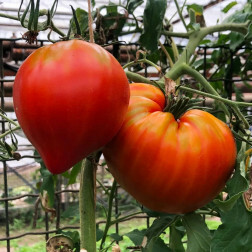 Tomate - Téton de Vénus - BIO