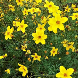 Bidens ferulifolia - Bidens - BIO