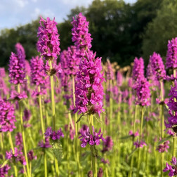 Stachys officinalis - Épiaire officinale - BIO
