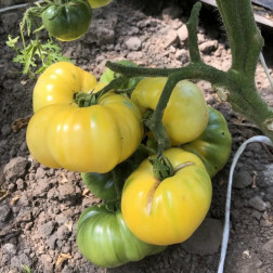 Tomate - Antwerpse Witte Ster - BIO