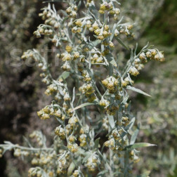 Artemisia absinthium - Absinthe - BIODYNAMIQUE