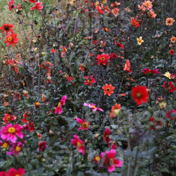 Dahlia sp. - Dahlia annuelle - BIODYNAMIQUE