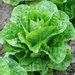 Laitue romaine - Pinokkio - BIO