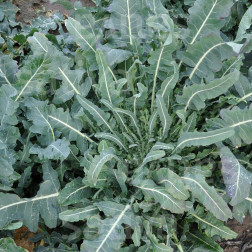 Brocoli - Fiolaro - BIO