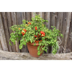 Tomate - Bajaja - BIODYNAMIQUE