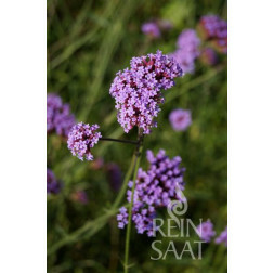 Verbena bonariensis - Verveine de Buenos Aires - BIODYNAMIQUE