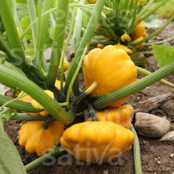 Courge - Pâtisson Orange - BIODYNAMIQUE