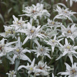 Leontopodium alpinum - Étoile des Alpes - BIODYNAMIQUE