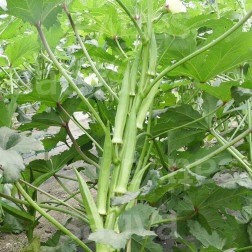 Gombo - Pabhoi - BIODYNAMIQUE