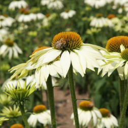 Echinacea purpurea - Échinacée pourpre 'White Swan' - BIO