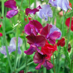 Lathyrus odoratus - Pois de senteur - BIO