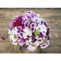Phlox de Drummond - Phlox drummondii - 'Märchenzauber' - BIODYNAMIQUE