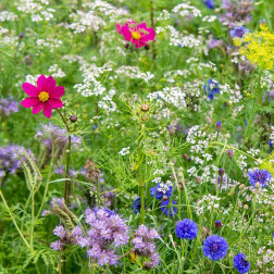 Mélange de fleurs - Elegance - BIO