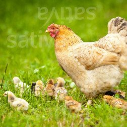 Mélange prairie pour poule - 500g - pour 100 m² - BIO