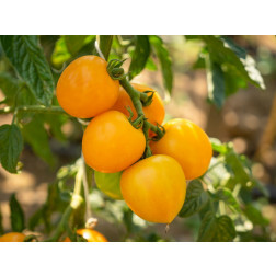 Tomate - Duttingold - BIODYNAMIQUE