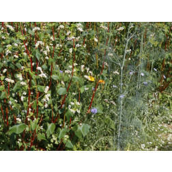 Mélange Hannover - 3 g - pour 3 m² - BIO